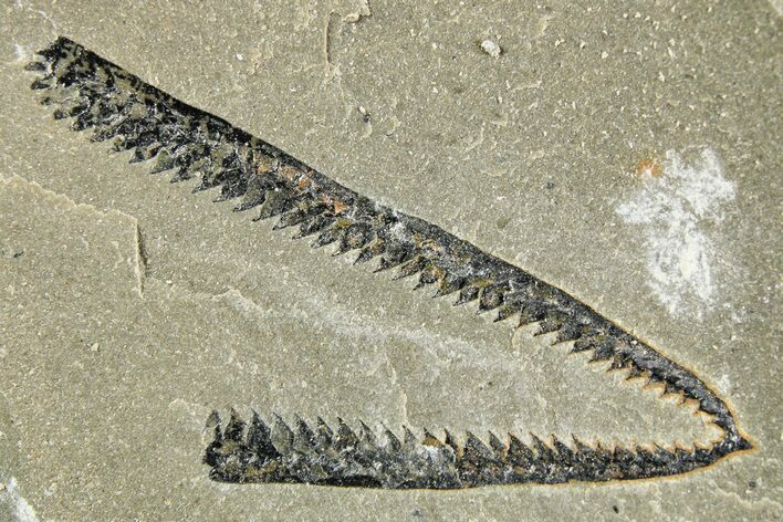 Ordovician Graptolite (Didymograptus) - Fillmore Formation, Utah #255185